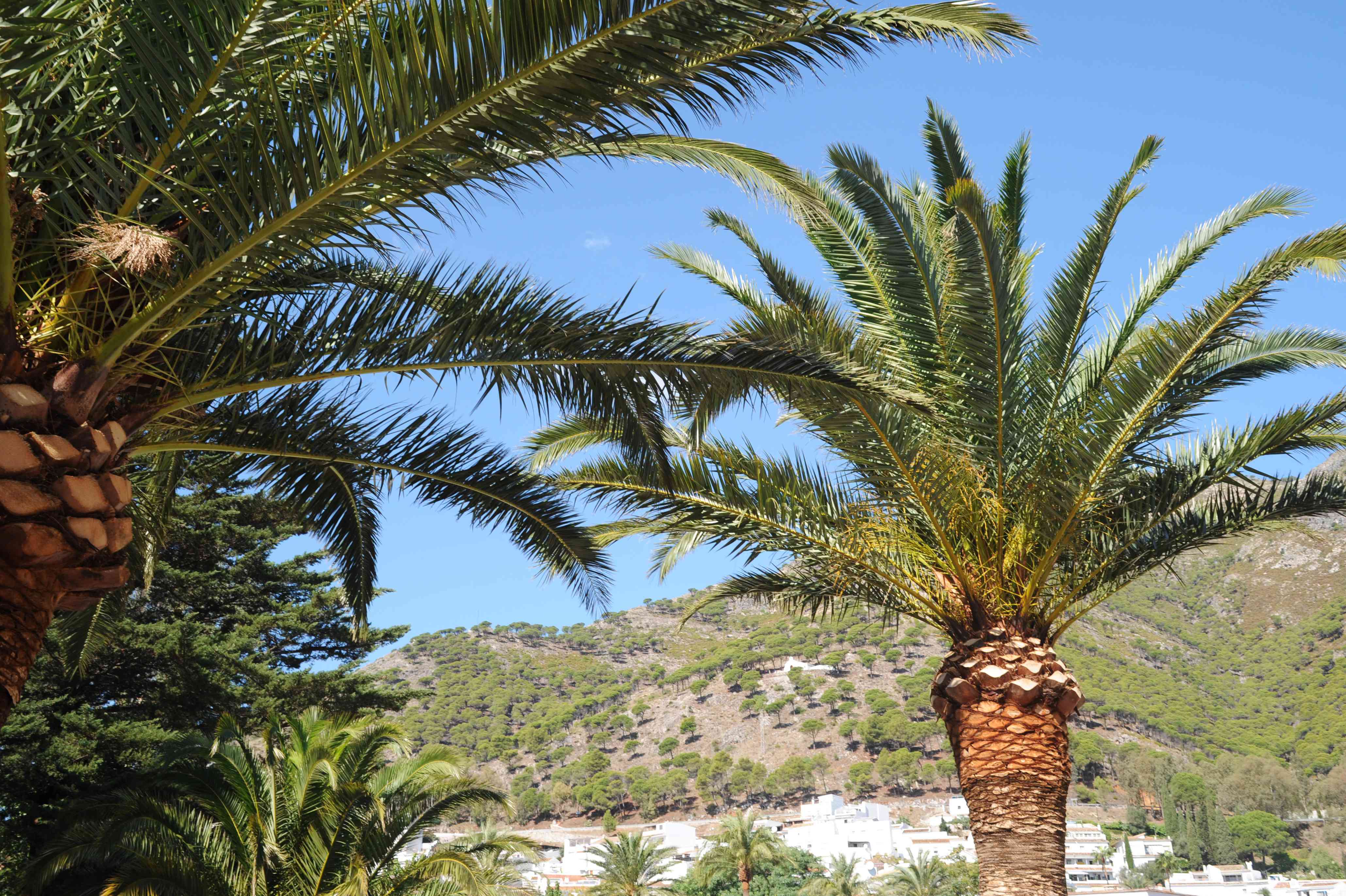 How to Care for Palm Trees: A Comprehensive Guide