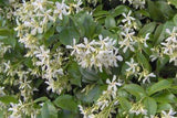 Star Jasmine - 1 Gallon - Trachelospermum Jasminoides - Landscaping Plant