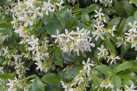 Star Jasmine - 1 Gallon - Trachelospermum Jasminoides - Landscaping Plant