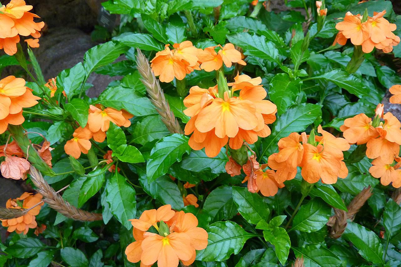 Crossandra Orange - 3 Gallon - Landscaping Plant