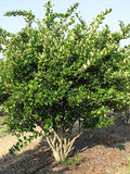 Ligustrum Trees - 30 Gallon - Ligustrum Japonicum