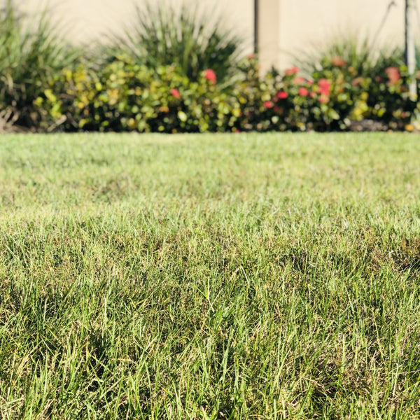 Bahia Sod Pallet 400 Sq. Ft Low Maintenance Drought Tolerant Grass