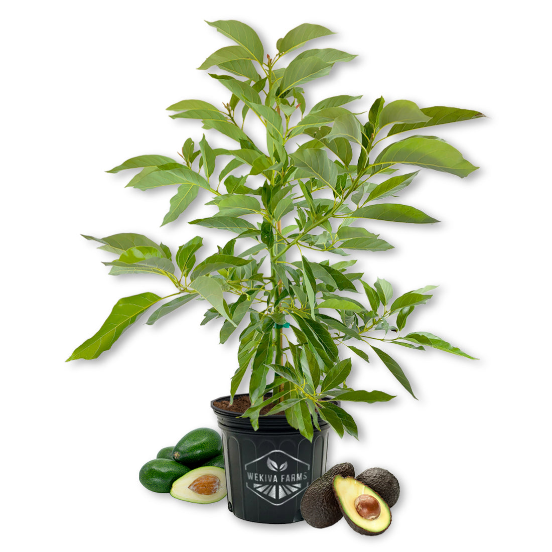 avocado potted plant Avocado Tree - Live Tree in a 3 Gallon Pot 28 Varieties