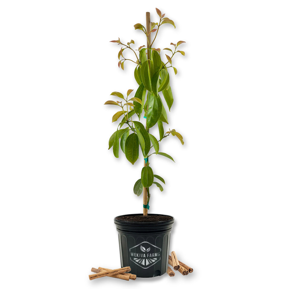cinnamon plant nursery near me Ceylon Cinnamon Tree - Live Plant in a 3 Gallon Growers Pot