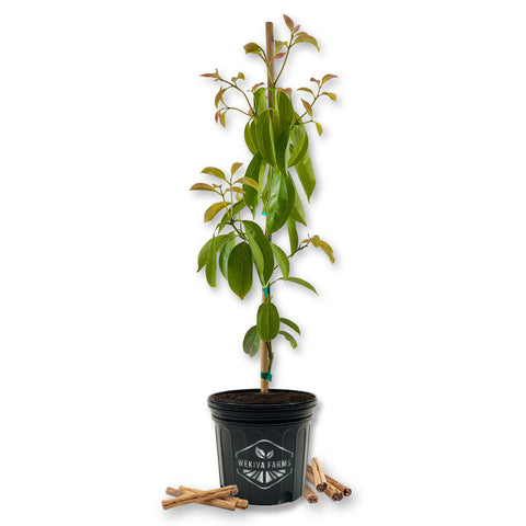 Ceylon Cinnamon Tree - Live Plant in a 3 Gallon Growers Pot - Cinnamomum Verum- Fruit-Spice Producing Tree