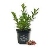 Cherry of The Rio Grande Tree - Live Plant in a 3 Gallon Growers Pot - Eugenia Involucrata - Beautiful Edible Fruit Bearing Tree