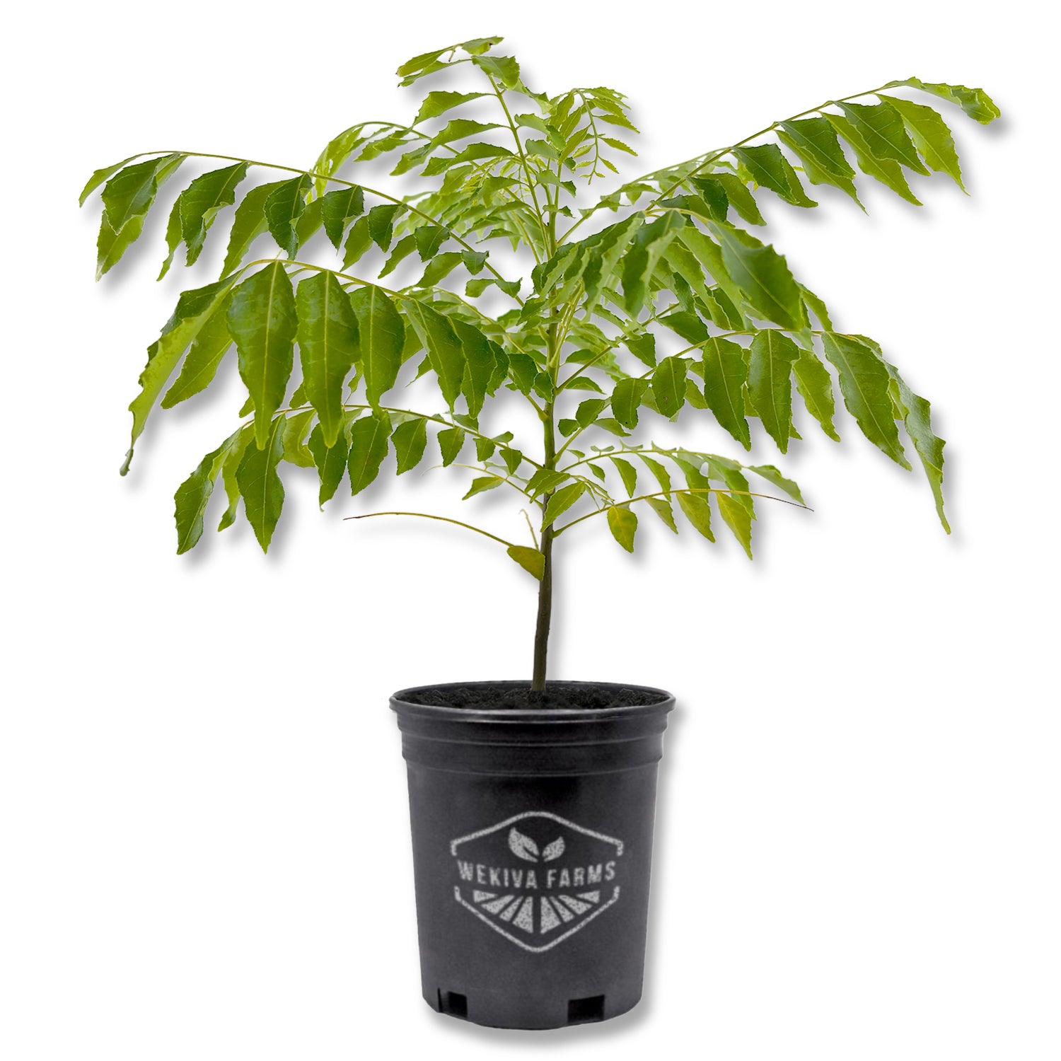 Curry Tree - Sweet Neem - Live Plant in a 1 Gallon Growers Pot - Bergera Koenigii - Beautiful Tree with Edible Culinary Leaves for Patio and Gardenurry