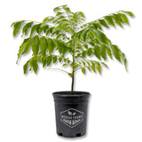 Curry Tree - Sweet Neem - Live Plant in a 1 Gallon Growers Pot - Bergera Koenigii - Beautiful Tree with Edible Culinary Leaves for Patio and Gardenurry
