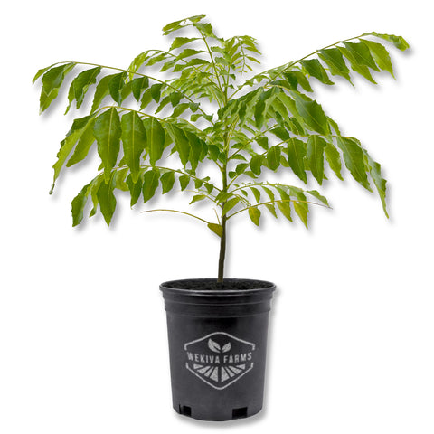 Curry Tree - Sweet Neem - Live Plant in a 1 Gallon Growers Pot - Bergera Koenigii - Beautiful Tree with Edible Culinary Leaves for Patio and Gardenurry
