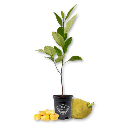 Jackfruit Tree - Live Plant in a 1 Gallon Growers Pot - Artocarpus Heterophyllus - Edible Fruit Bearing Tree