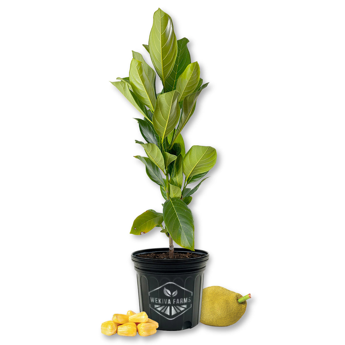 jackfruit tropical fruit trees live plants indoor/outdoor Jackfruit Tree - Live Plant in a 3 Gallon Growers Pot
