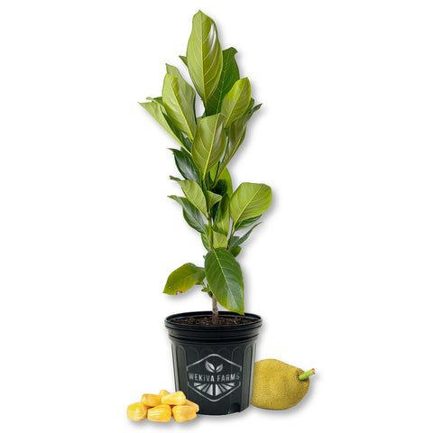 Jackfruit Tree - Live Plant in a 3 Gallon Growers Pot - Artocarpus Heterophyllus - Beautiful Edible Fruit Bearing Tree