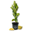 Jackfruit Tree - Live Plant in a 3 Gallon Growers Pot - Artocarpus Heterophyllus - Beautiful Edible Fruit Bearing Tree