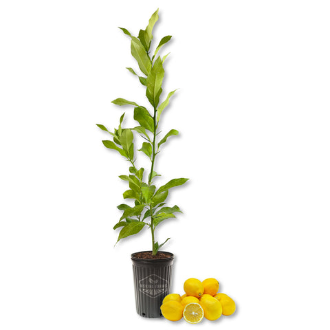 Meyer Lemon Tree - Live Plant in a 1 Gallon Pot