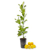 Meyer Lemon Tree - Live Plant in a 1 Gallon Pot