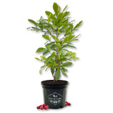 Miracle Fruit Tree - Live Plant in a 3 Gallon Growers Pot - Synsepalum Dulcificum - Beautiful Edible Fruit Bearing Tree for Patio and Garden