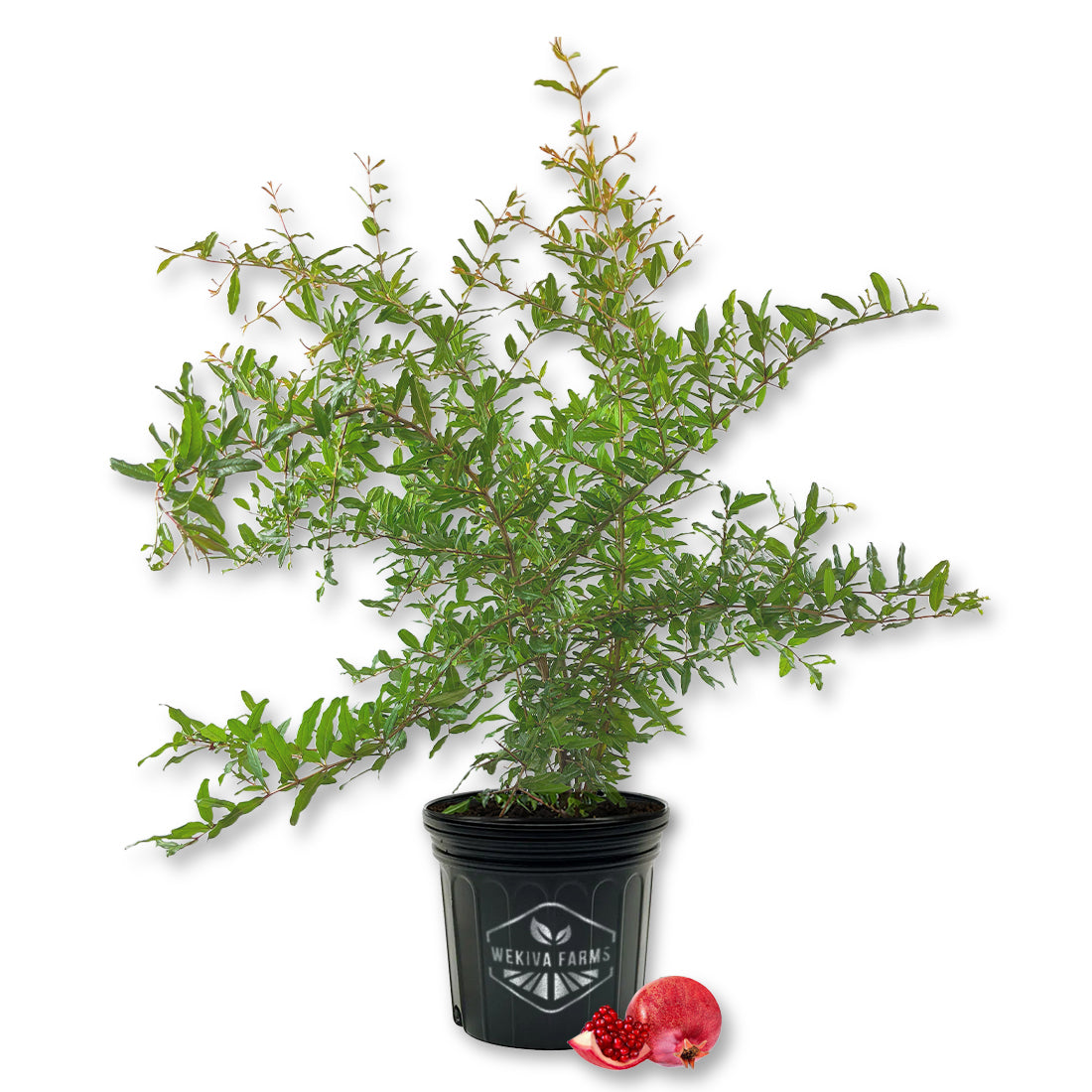 pomegranate house plant Parfyanka Pomegranate Tree - Live Plant in a 3 Gallon Growers Pot