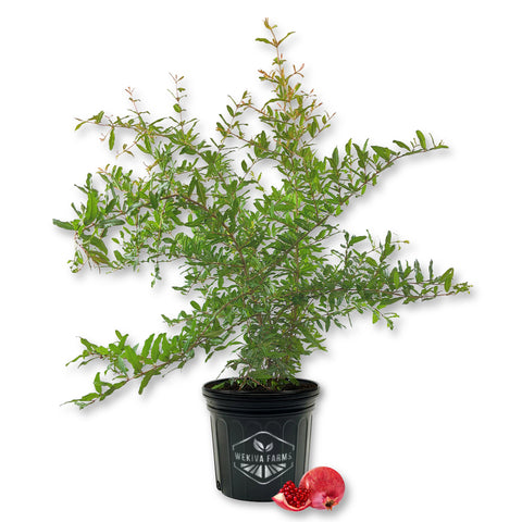 Parfyanka Pomegranate Tree - Live Plant in a 3 Gallon Growers Pot - Punica Granatum- Beautiful Edible Fruit Bearing Tree