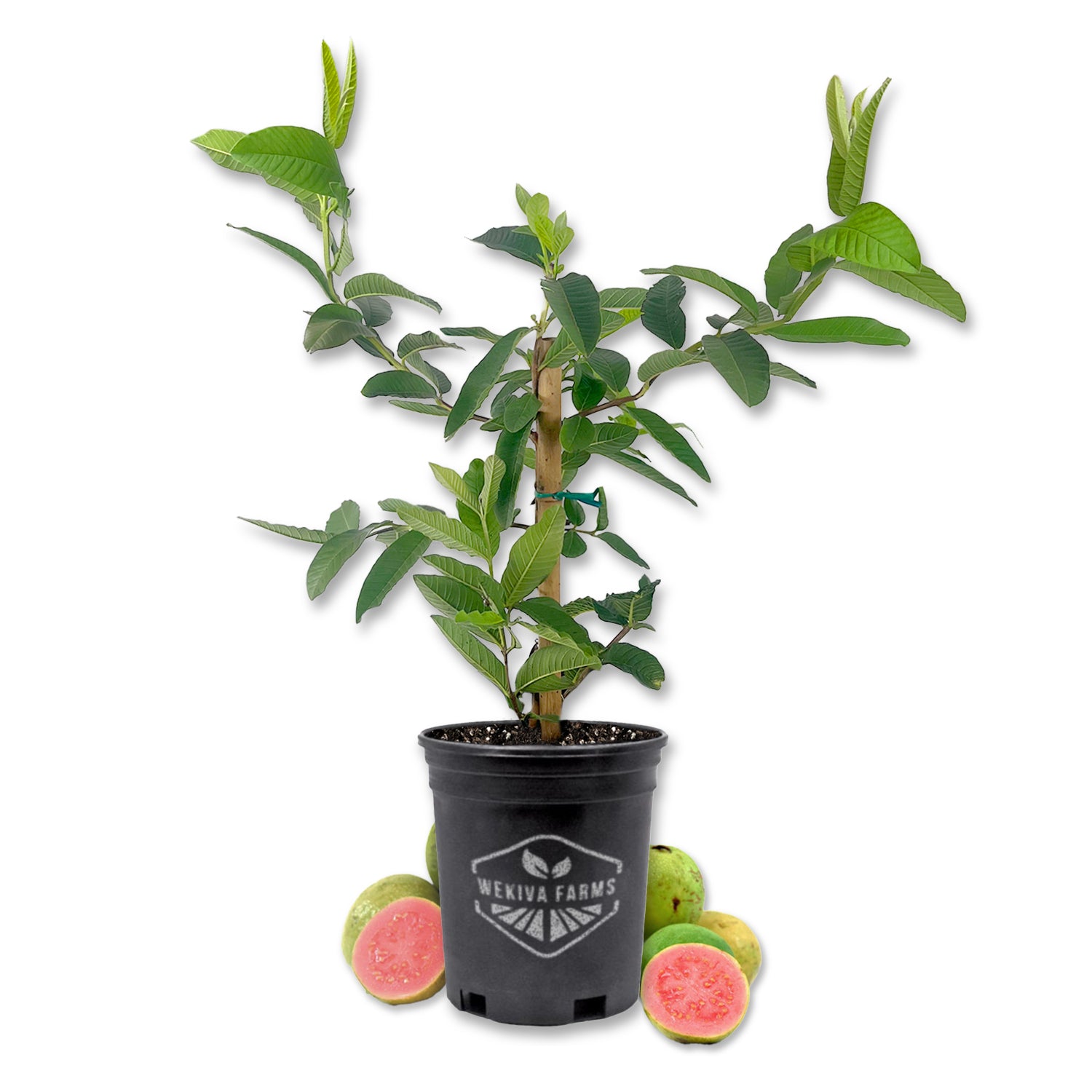 planting guava in pot Pink Guava Tree - Live Plant in a 1 Gallon Pot - Psidium Guajava