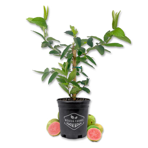 Pink Guava Tree - Live Plant in a 1 Gallon Pot - Psidium Guajava -