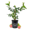 Pink Guava Tree - Live Plant in a 1 Gallon Pot - Psidium Guajava -