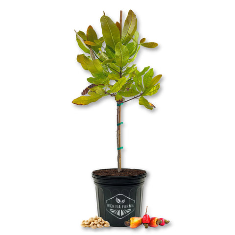 Red Cashew Tree - Live Plant in a 3 Gallon Growers Pot - Anacardium Occidentale- Fruit / Nut Bearing Tree