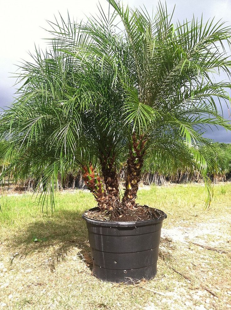 Robelllini Palm - 15 Gallon - Phoenix Roebelenii – Wekiva Farms