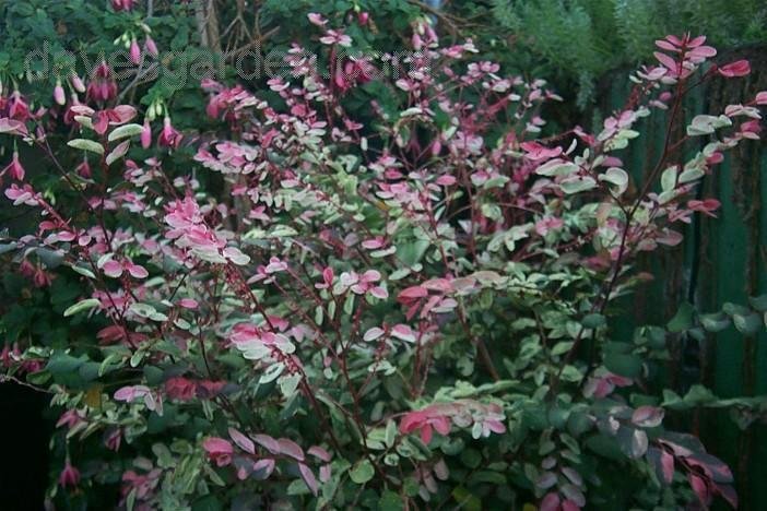 Snow on the Mountain - 3G - Euphorbia Marginata - Landscaping Plant