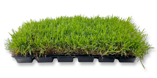 Zoysia Sod Plugs