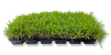 Zoysia Sod Plugs