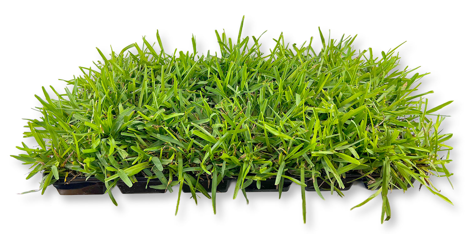 St. Augustine Floratam Sod Plugs