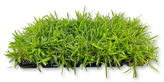 St. Augustine Floratam Sod Plugs