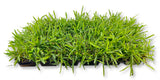 St. Augustine Floratam Sod Plugs