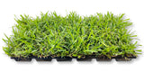 Palmetto Sod Plugs