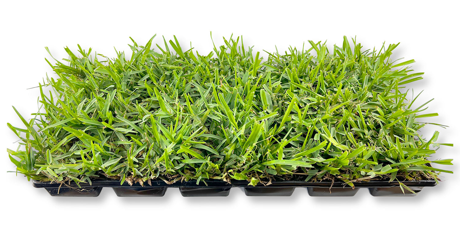St. Augustine Seville Sod Plugs