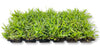 St. Augustine Seville Sod Plugs