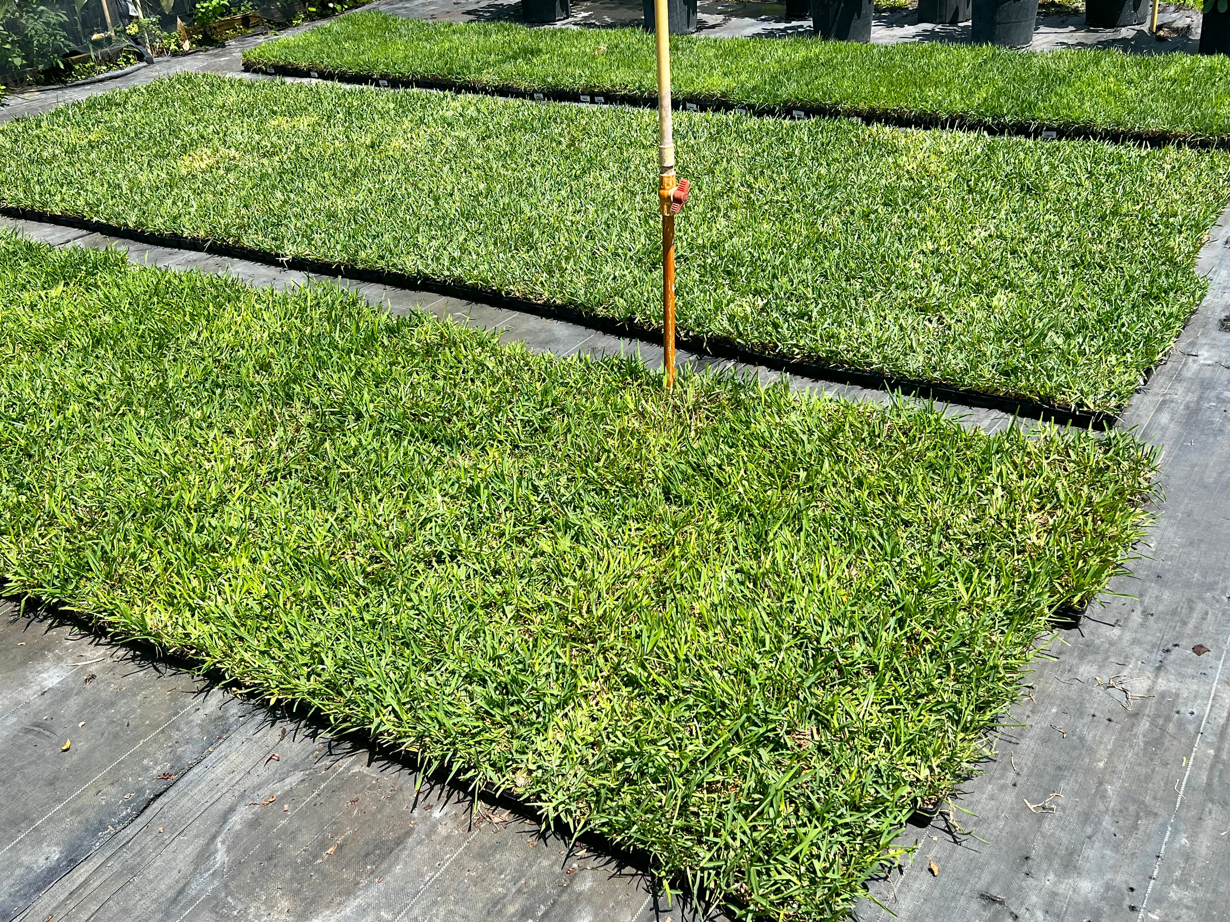 Palmetto Sod Plugs