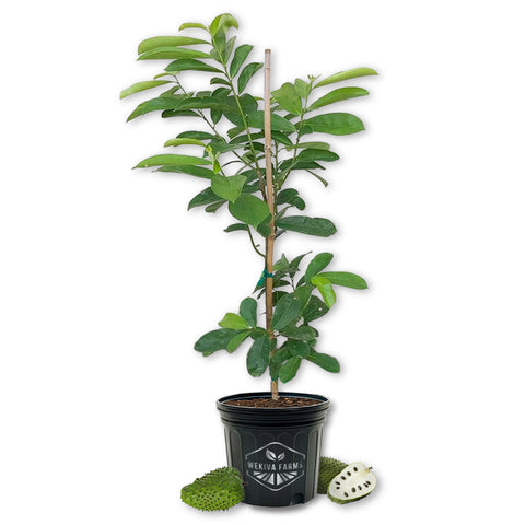 Soursop Tree - Guanabana - Live Plant in a 3 Gallon Growers Pot - Annona Muricata - Tropical Edible Fruit Bearing Tree