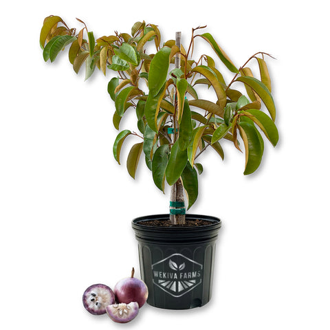 Star Apple Tree - Live Plant in a 3 Gallon Growers Pot - Chrysophyllum Cainito - Edible Fruit