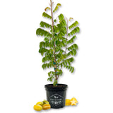 Starfruit Tree - Carambola - Live Plant in a 3 Gallon Growers Pot - Averrhoa Carambola