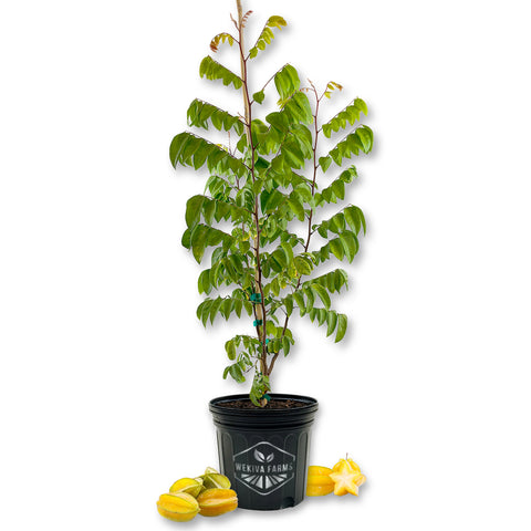 Starfruit Tree - Carambola - Live Plant in a 3 Gallon Growers Pot - Averrhoa Carambola