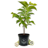 Sugar Apple Tree - Sweetsop - Live Plant in a 3 Gallon Growers Pot - Annona Squamosa- Fruit Bearing Tree for Patio and Garden