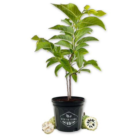Sugar Apple Tree - Sweetsop - Live Plant in a 3 Gallon Growers Pot - Annona Squamosa- Fruit Bearing Tree for Patio and Garden