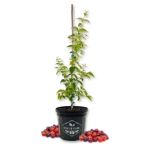 Suriname Cherry Tree - Live Plant in a 3 Gallon Growers Pot - Eugenia Uniflora - Beautiful Edible Fruit Bearing Tree for Patio and Garden