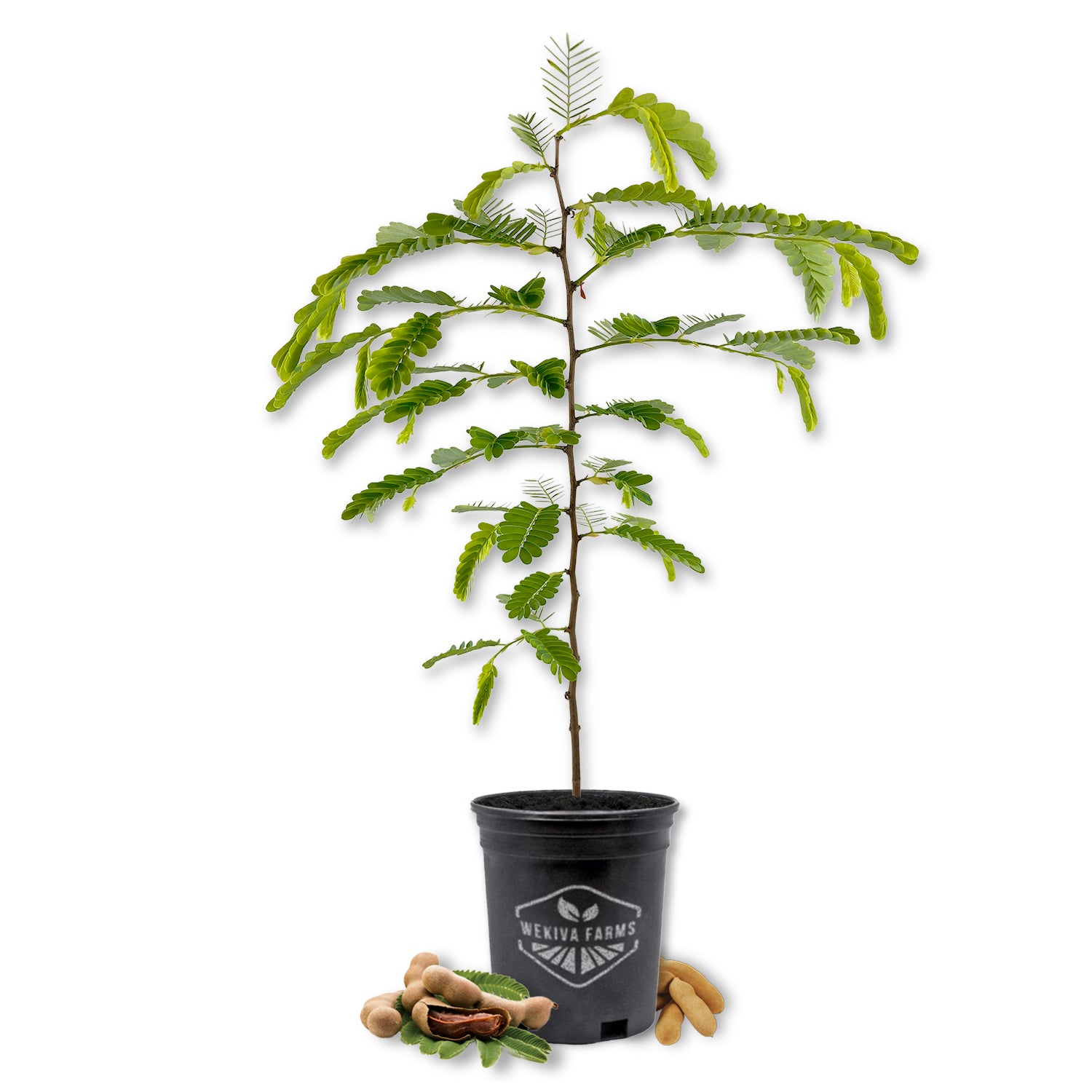 Tamarind Tree - Sampaloc - Live Plant in a 1 Gallon Growers Pot - Tamarindus Indica - Beautiful Edible Fruit Bearing Tree