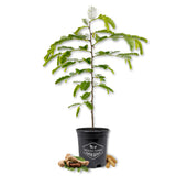 Tamarind Tree - Sampaloc - Live Plant in a 1 Gallon Growers Pot - Tamarindus Indica - Beautiful Edible Fruit Bearing Tree