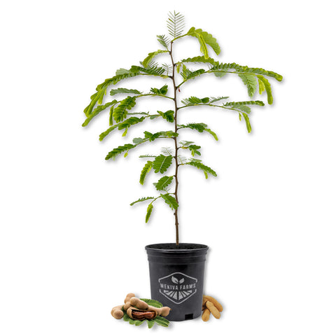 Tamarind Tree - Sampaloc - Live Plant in a 1 Gallon Growers Pot - Tamarindus Indica - Beautiful Edible Fruit Bearing Tree