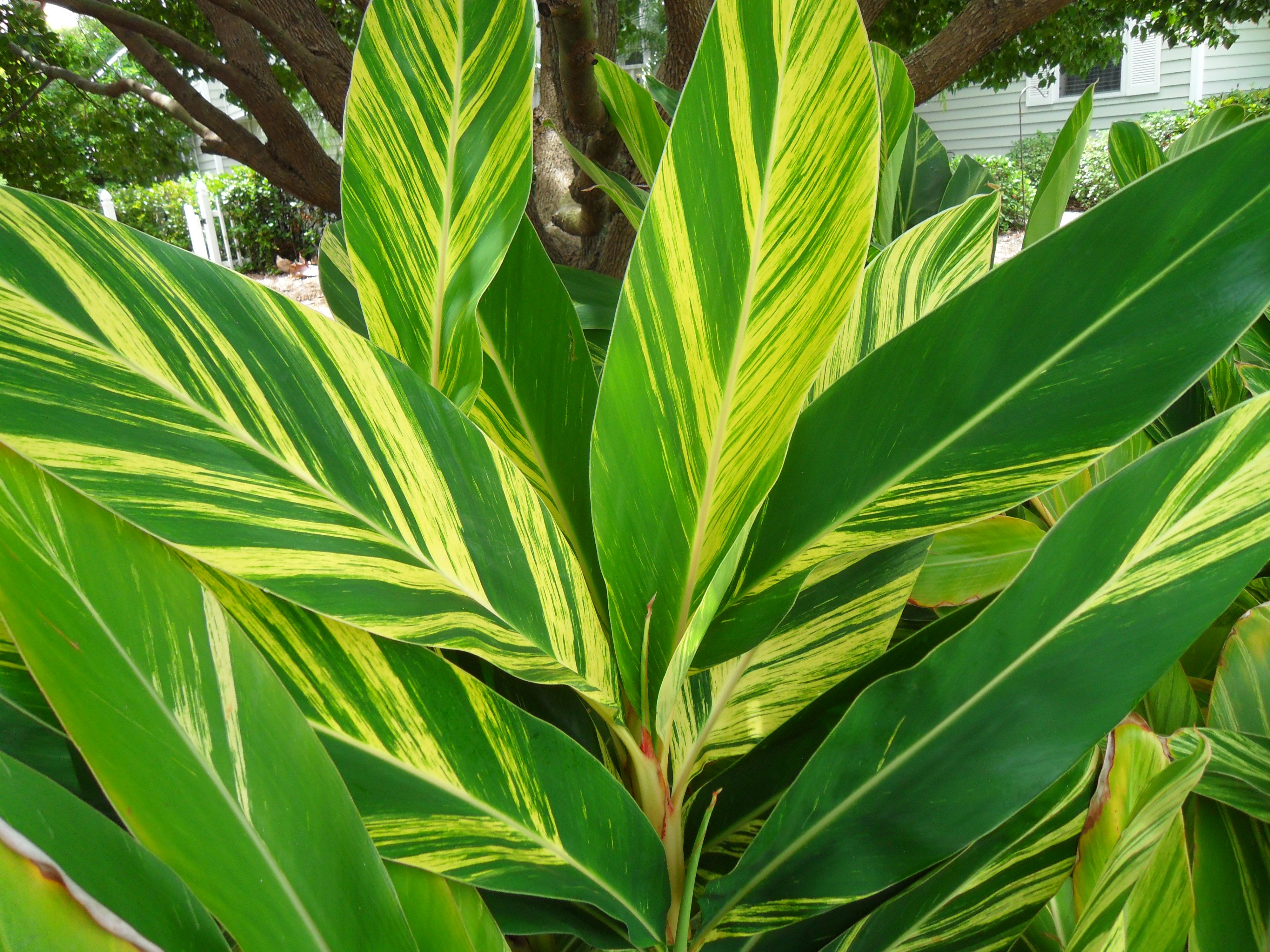 Variegated Ginger - 3 Gallon - Landscaping Plant