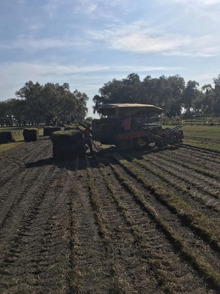 Bahia Sod Pallet 400 Sq. Ft Low Maintenance Drought Tolerant Grass